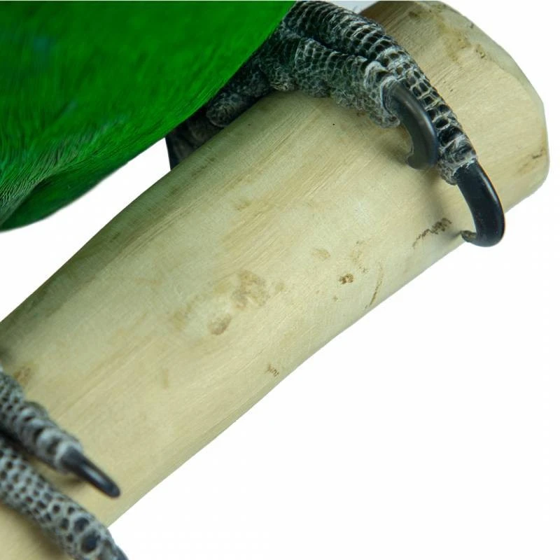 Aire De Jeux En Bois De Java Avec Socle - Large - Back Zoo Nature 5 Aire De Jeux En Bois De Java Avec Socle - Large - Back Zoo Nature – Image 3