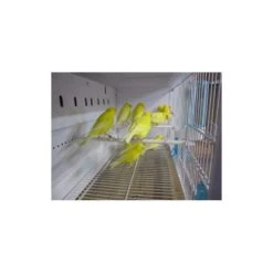 Batterie De 12 Cages 64x30x34 Modèle Champion- New Canariz -Oiseaux Fournitures Soldes batterie de 12 cages 64x30x34 modele champion new canariz 3000 new canariz livree avec un systeme de rouleaux de papier comme fo 2