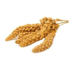 Millet En Grappes En Seau De 5kg - Ornibird 5 Millet En Grappes En Seau De 5kg - Ornibird -Oiseaux Fournitures Soldes millet en grappes en seau de 5kg ornibird 700230 private label ornibird le millet rentre dans lalimentation de tous les oiseaux 1 1