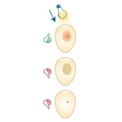 Mire Oeufs Flexible Avec Led -Oiseaux Fournitures Soldes mire oeufs flexible avec led 14350 fauna birdproducts lampe torche de la marque fauna 12 cm de cou flexible dimensions 204 x 15 1 3