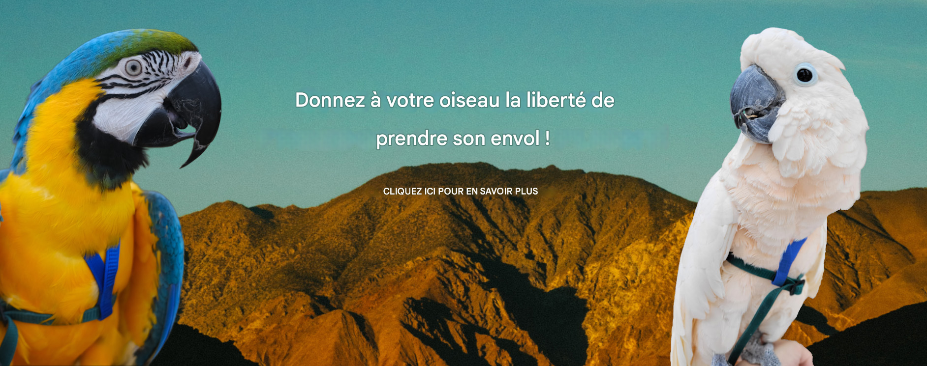 Oiseaux Fournitures Soldes 1 Oiseaux Fournitures Soldes -Oiseaux Fournitures Soldes 1