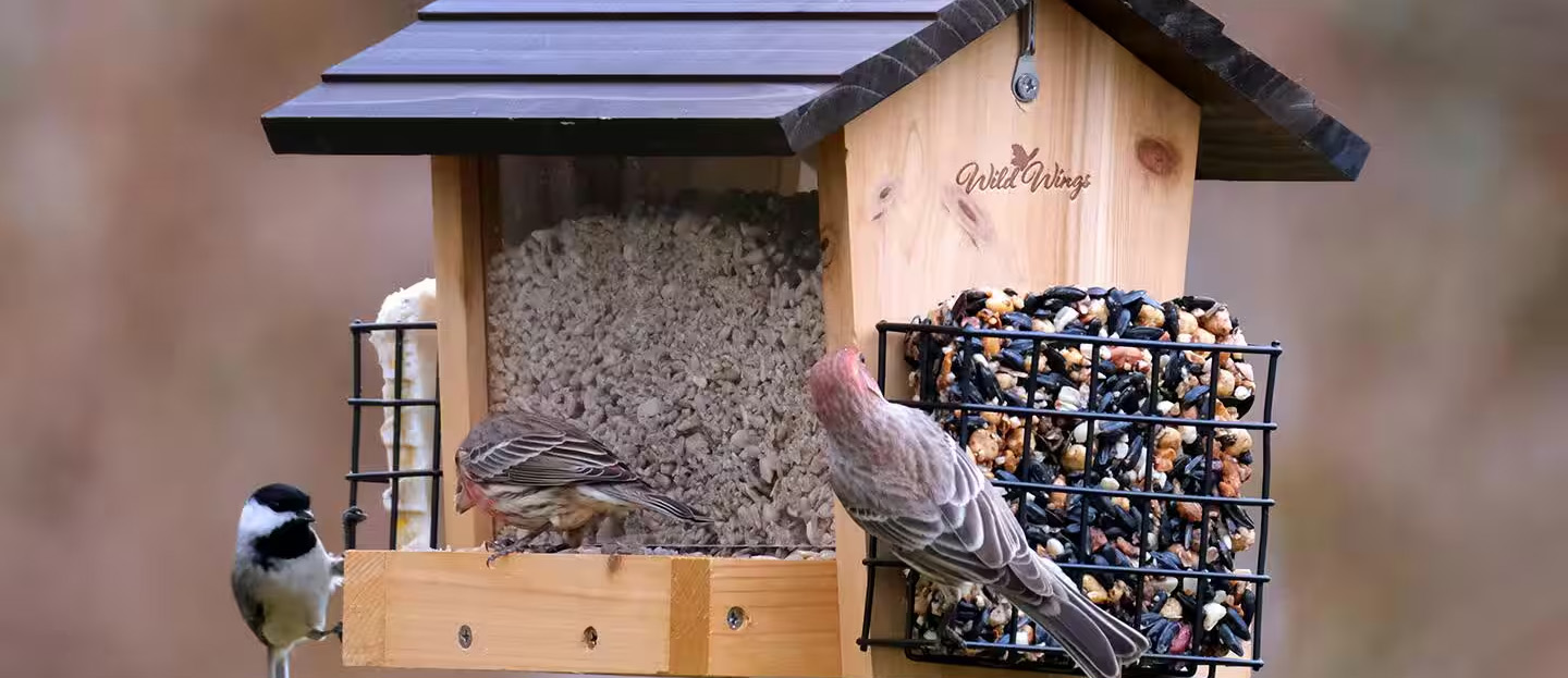 Oiseaux Fournitures Soldes 14 Oiseaux Fournitures Soldes -Oiseaux Fournitures Soldes 2